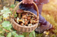 raccolta-funghi